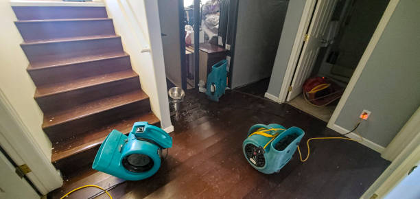 Best Mold removal after water damage  in New Madrid, MO