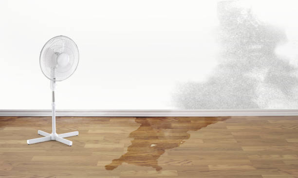 Best Local water damage restoration  in New Madrid, MO